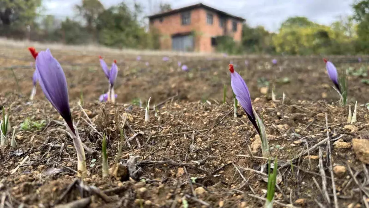 karabukte dunyanin en pahali baharati safran erken cicek acti GdwG78aE.jpg