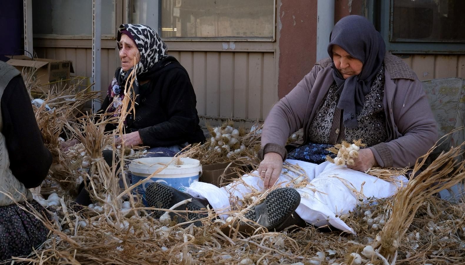 beyaz altin olarak biliniyor hasat sonrasi yogun mesai rSW5l6T4.jpg