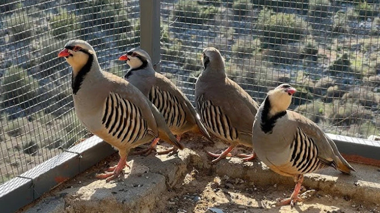 Keklik Avında Yakalanan Şahsa Rekor Para Cezası