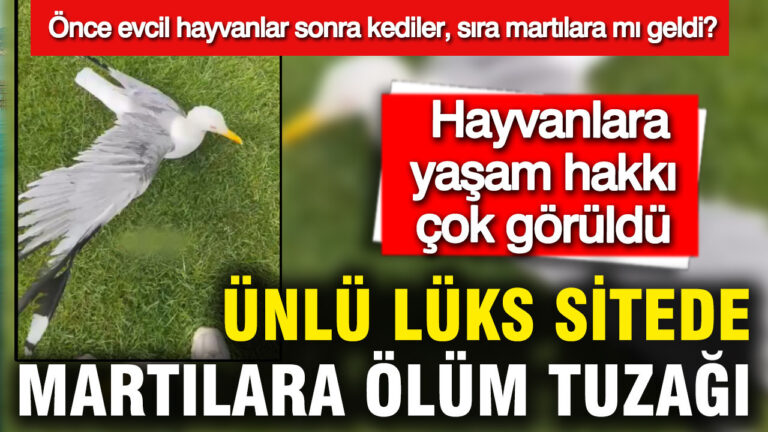 unlu-luks-sitede-martilara-olum-tuzagi-site-sakini-isyan-etti-once-evcil-hayvanlar-sonra-vnjqhREK