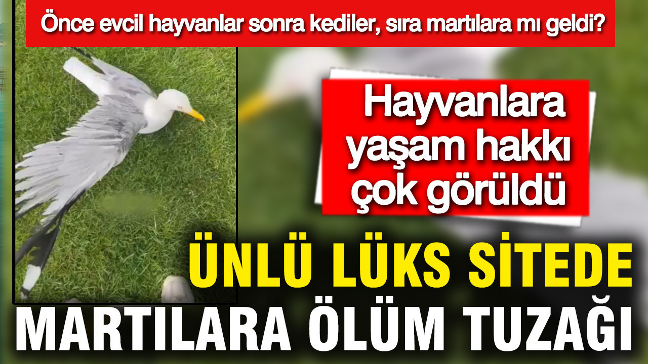 unlu-luks-sitede-martilara-olum-tuzagi-site-sakini-isyan-etti-once-evcil-hayvanlar-sonra-vnjqhREK