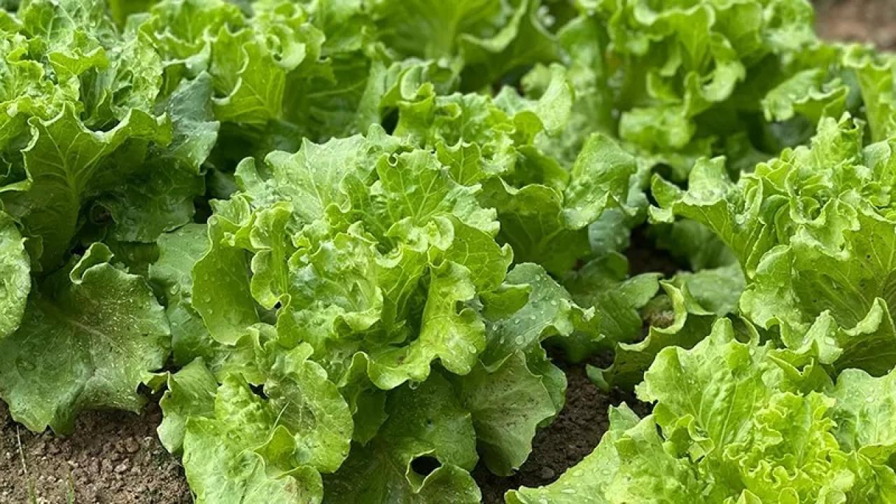 Marul bollugu fiyatlari dusurdu 1W2NKuHf